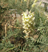 تلخ بیان
